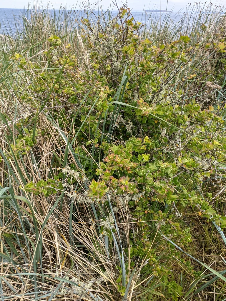 Wild Black Gooseberry - Image 6