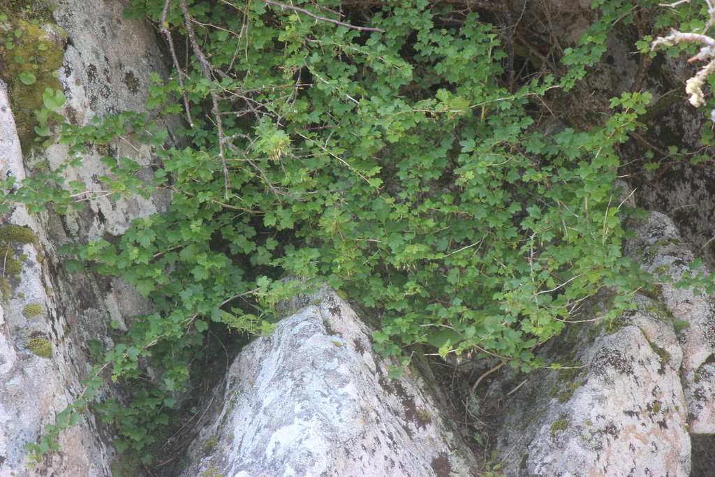 Wild Black Gooseberry - Image 7