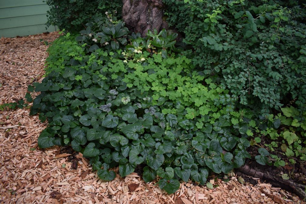 Wild Ginger - Image 3