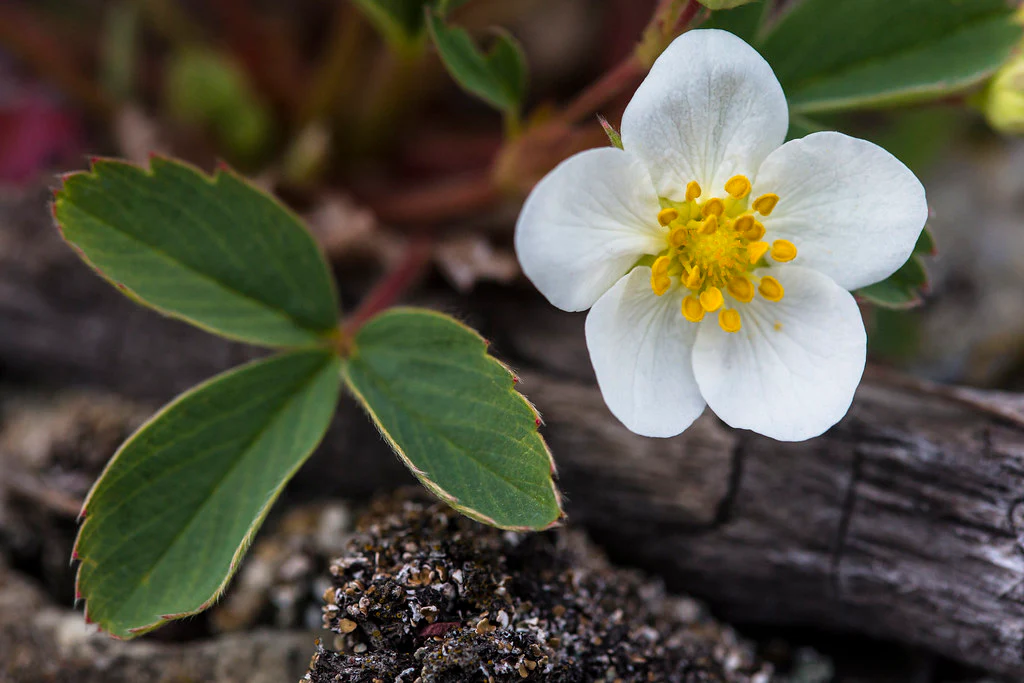 Wild Strawberry - Image 2