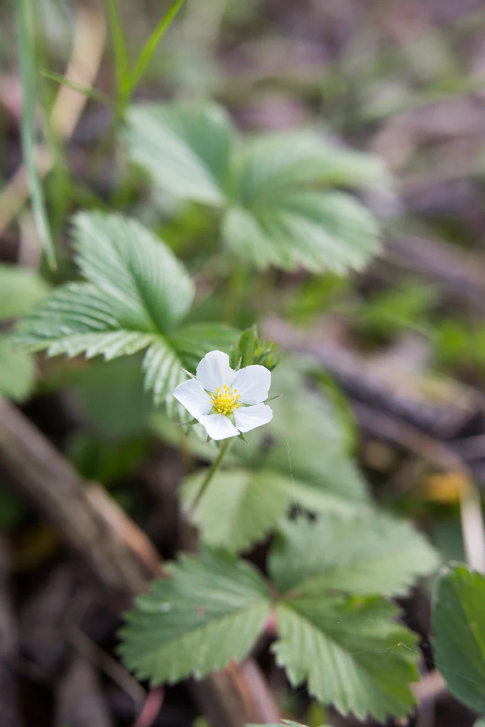 Wild Strawberry - Image 3