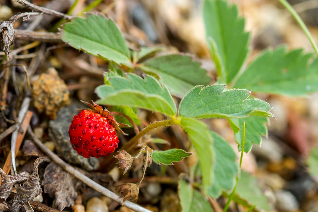 Wild Strawberry - Image 4