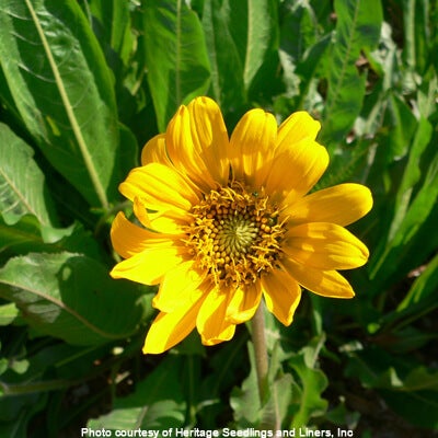 Wildflower Seed Mix - Butterfly Knee-High Mix - Image 10