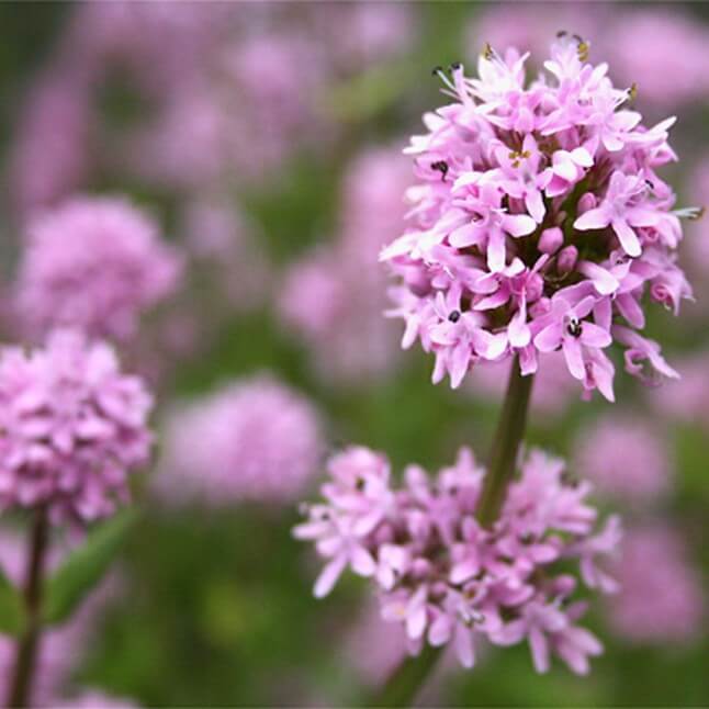 Wildflower Seed Mix - Butterfly Knee-High Mix - Image 6