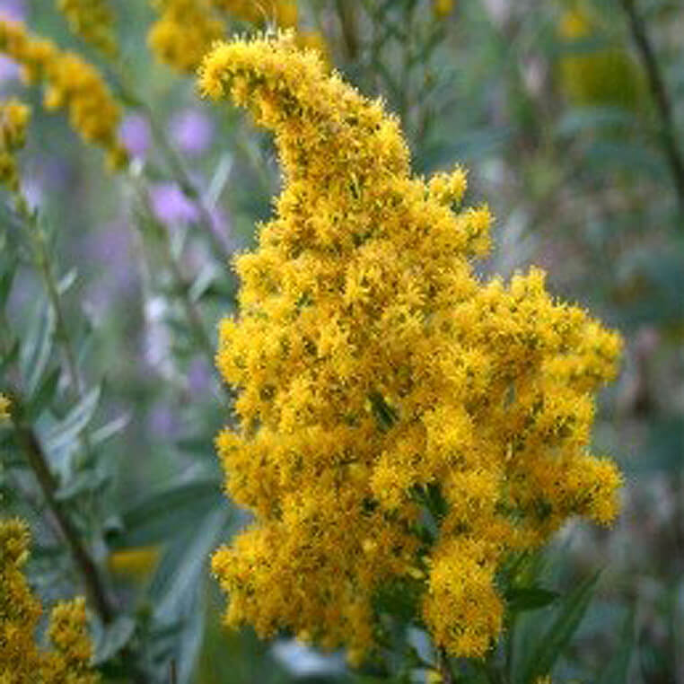 Wildflower Seed Mix - End-Deering Meadow Mix - Image 12