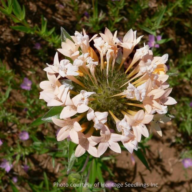 Wildflower Seed Mix - End-Deering Meadow Mix - Image 5