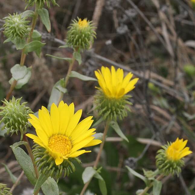 Wildflower Seed Mix - End-Deering Meadow Mix - Image 7
