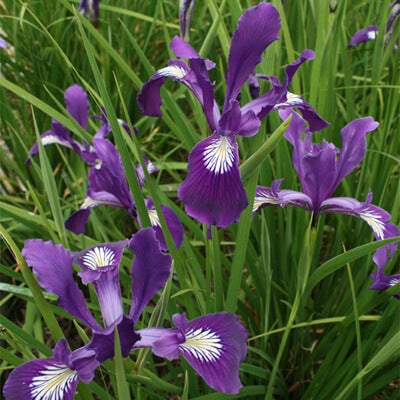 Wildflower Seed Mix - End-Deering Meadow Mix - Image 8