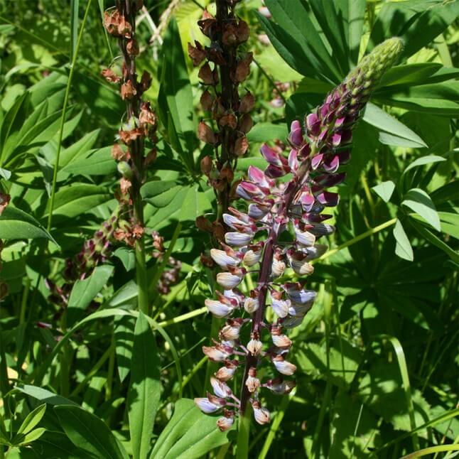 Wildflower Seed Mix - Pollinator Hedges and Edges - Image 10