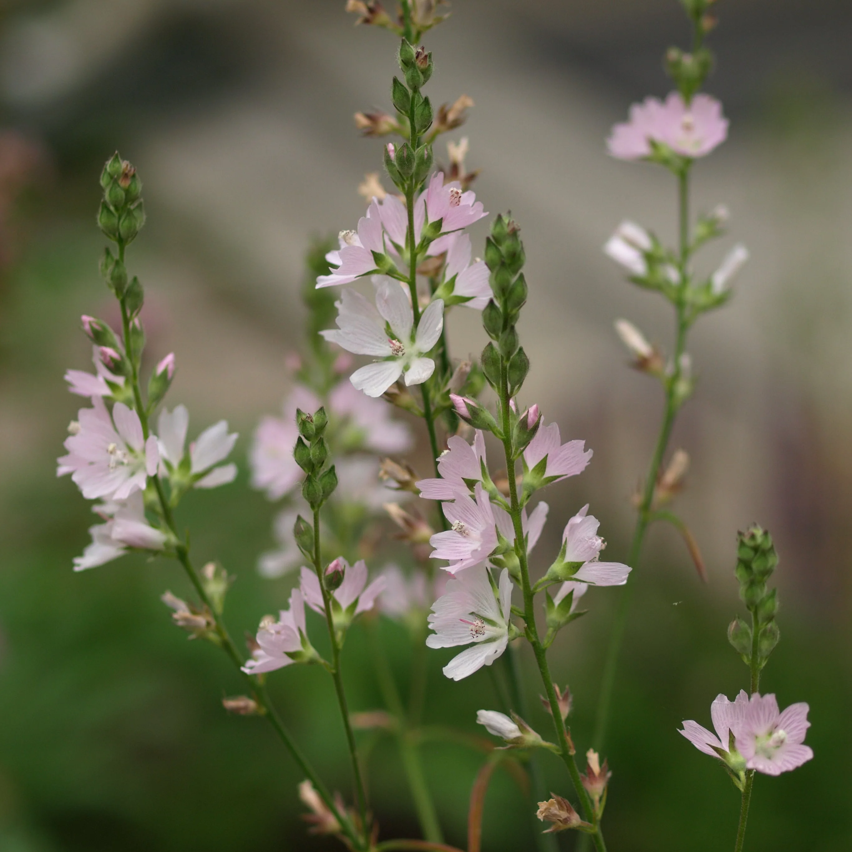 Wildflower Seed Mix - Pollinator Hedges and Edges - Image 14