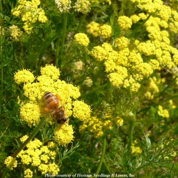 Wildflower Seed Mix - Pollinator Hedges and Edges - Image 9