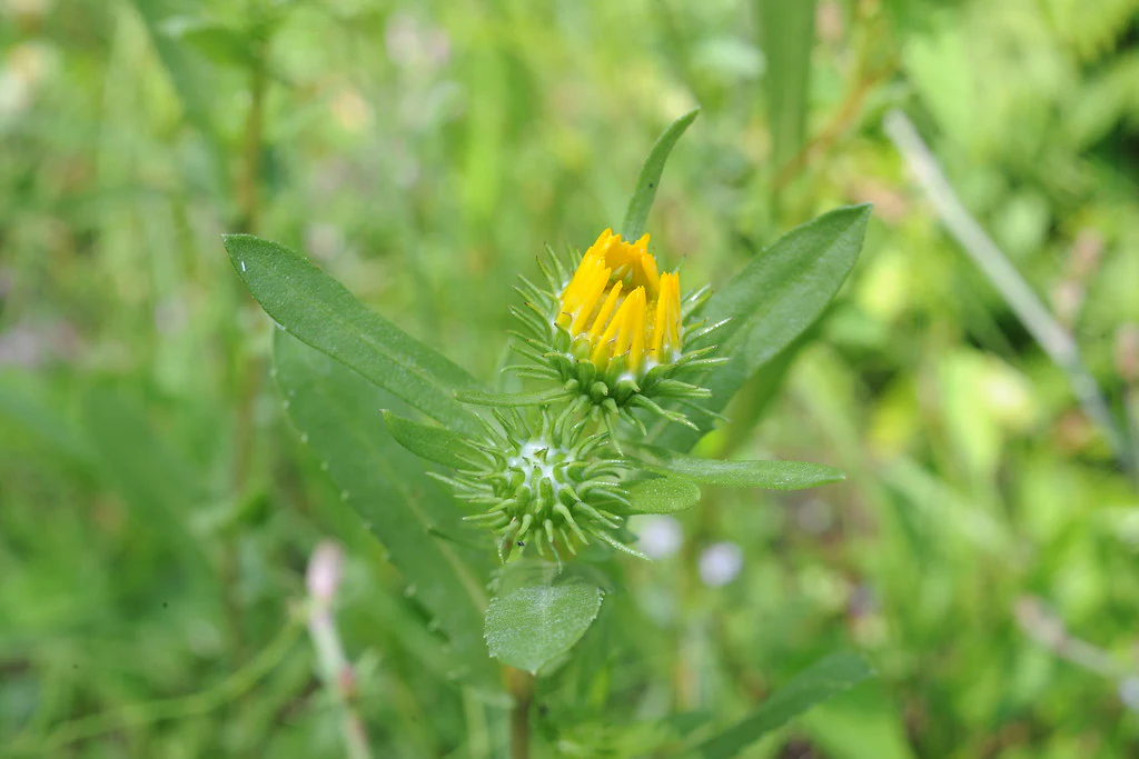 Willamette Valley Gumweed - Image 3