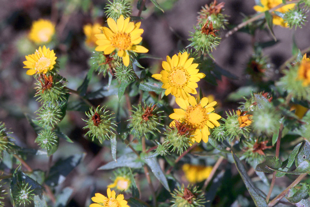 Willamette Valley Gumweed - Image 4