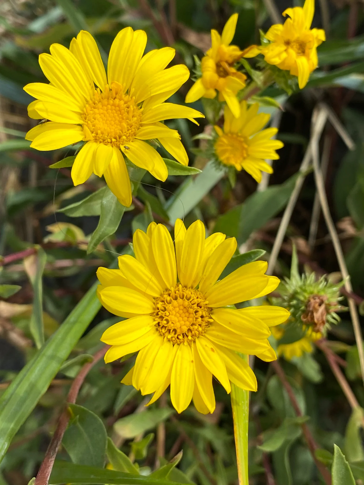 Willamette Valley Gumweed - Image 5