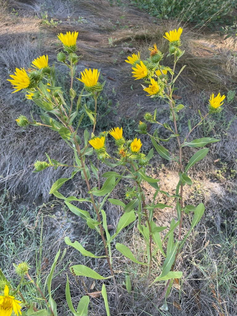 Willamette Valley Gumweed - Image 6