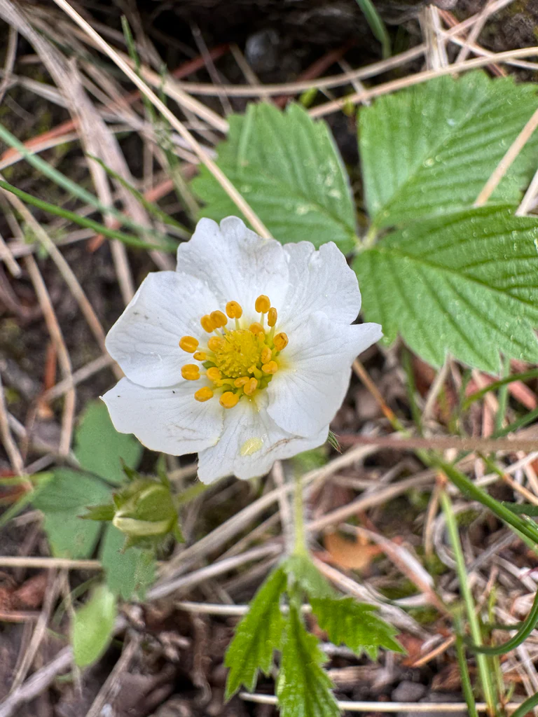 Woodland Strawberry - Image 3