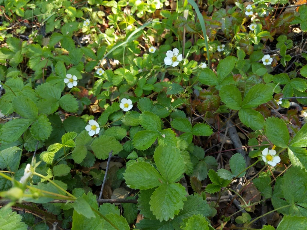 Woodland Strawberry - Image 4