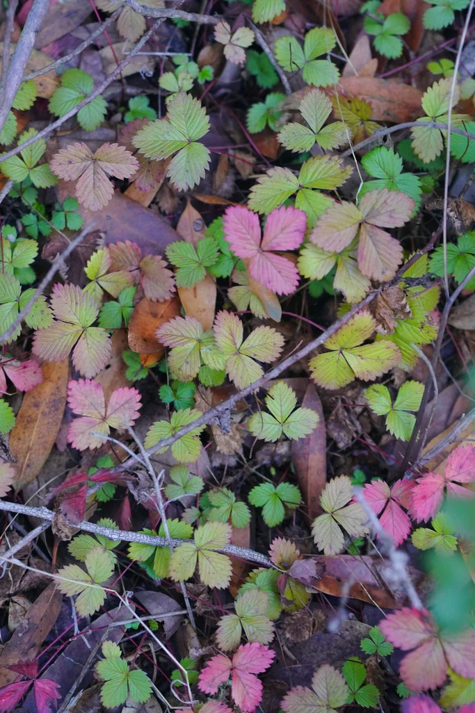 Woodland Strawberry - Image 5