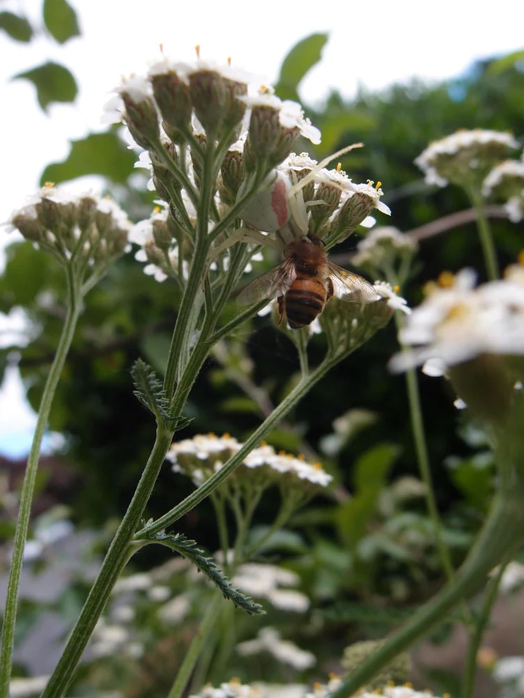 Western Yarrow - Image 3