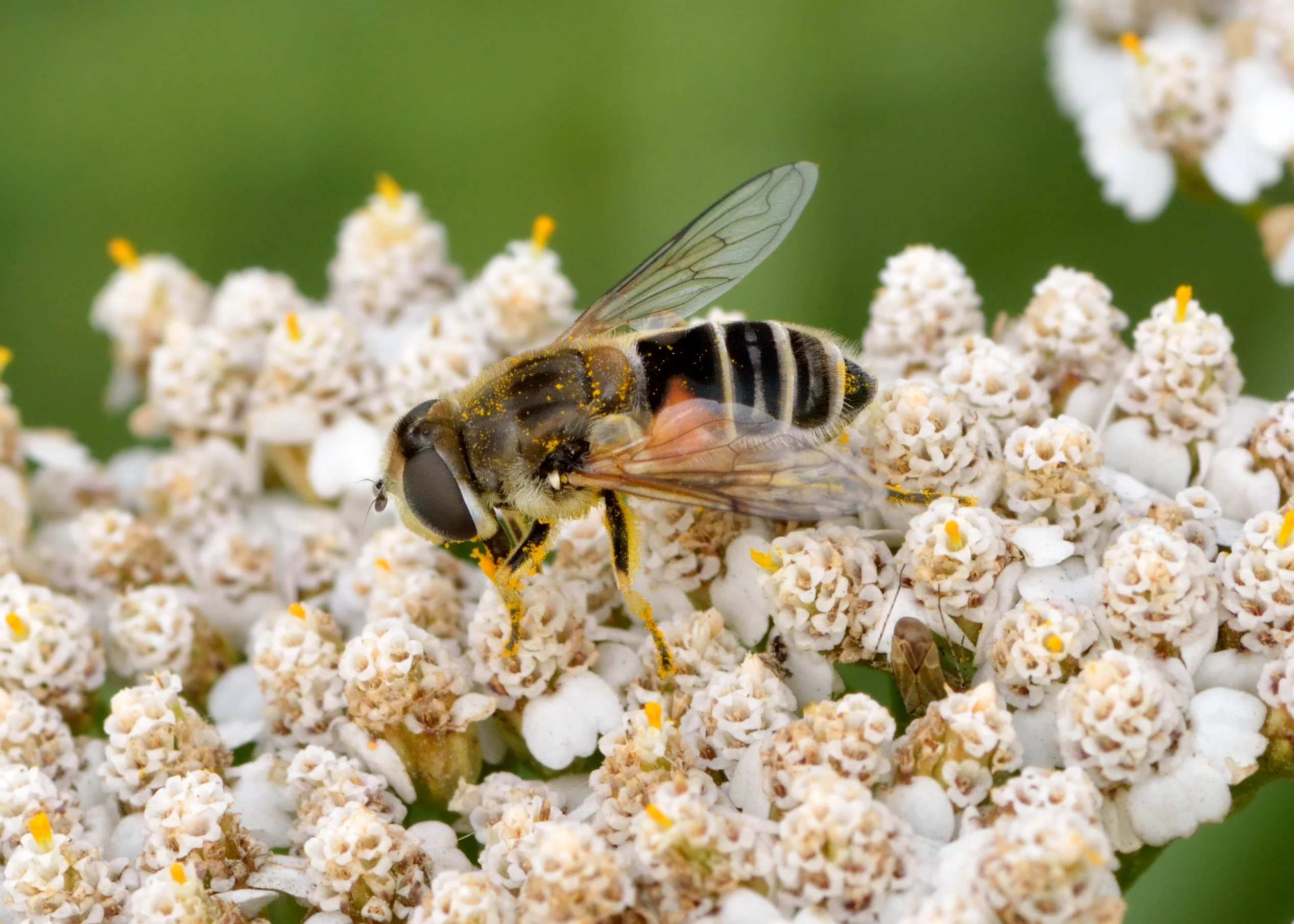 Western Yarrow - Image 4