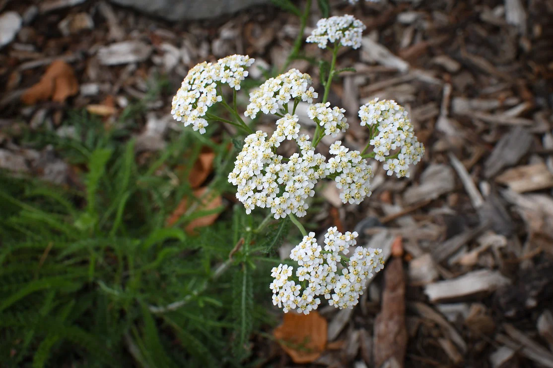 Western Yarrow - Image 5
