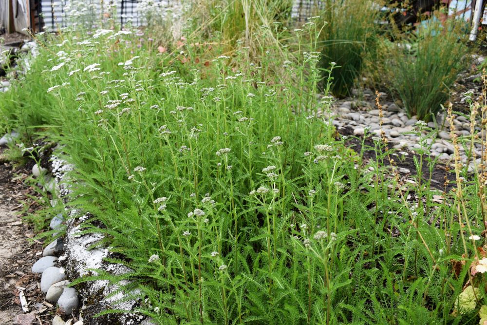 Western Yarrow - Image 6