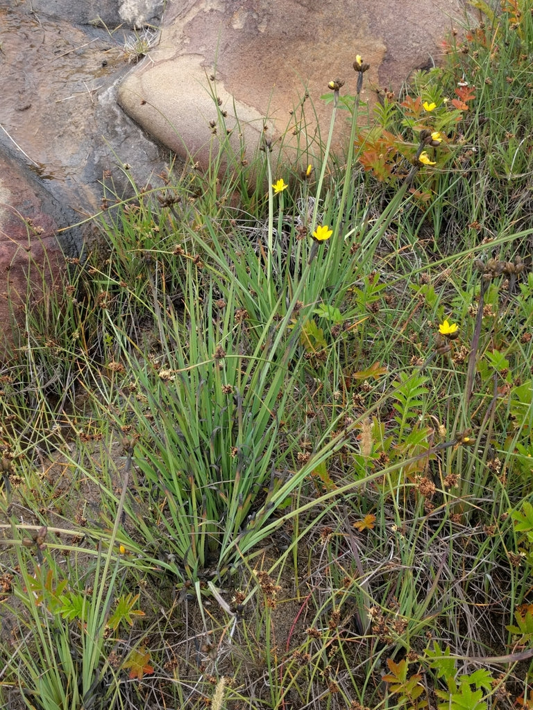 Golden-eyed Grass - Image 3