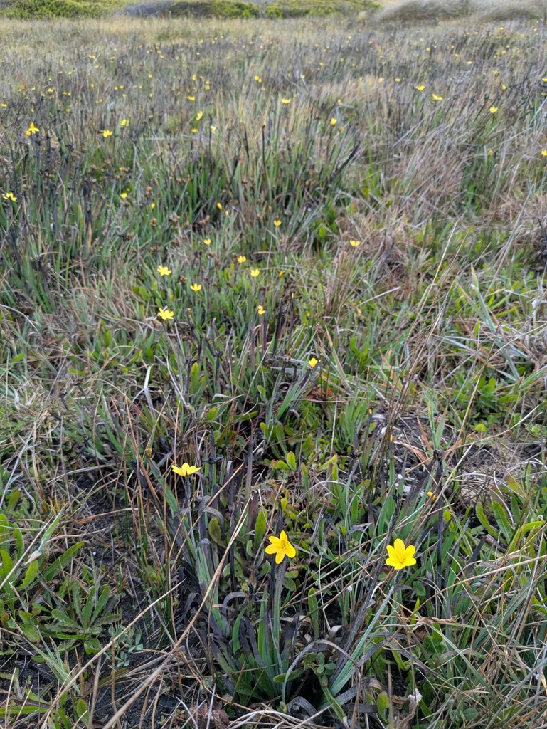 Golden-eyed Grass - Image 4