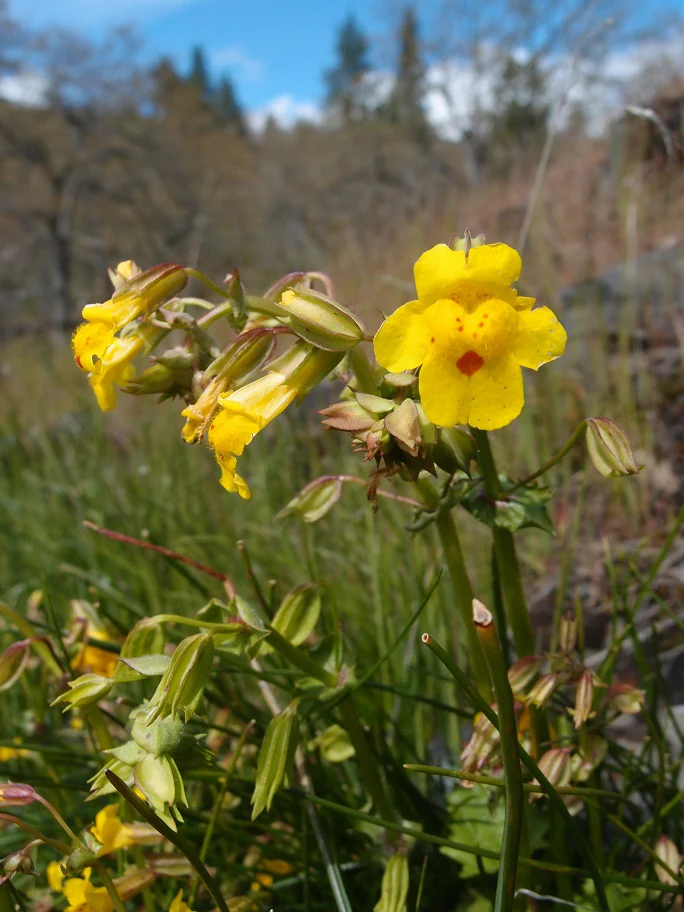 Yellow Monkeyflower - Image 2