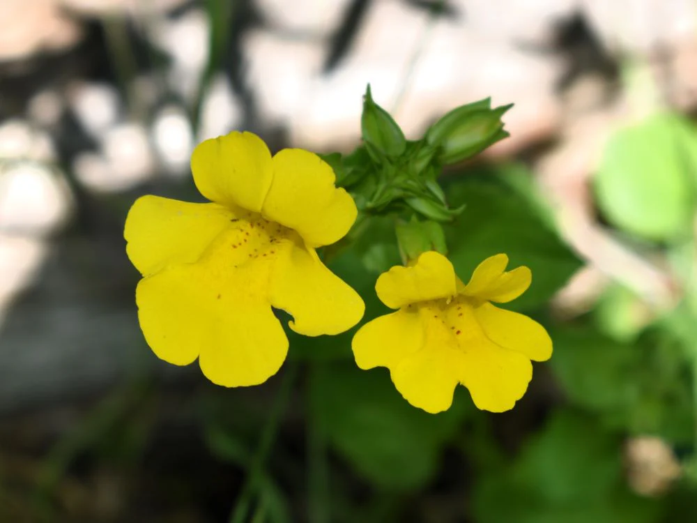 Yellow Monkeyflower - Image 3