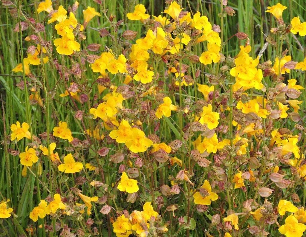 Yellow Monkeyflower - Image 4