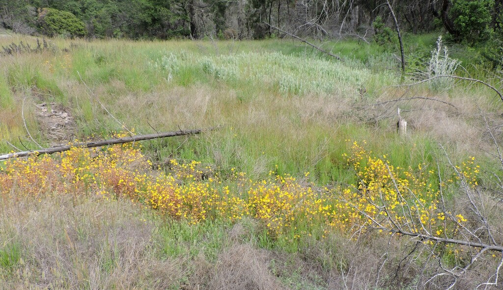 Yellow Monkeyflower - Image 5
