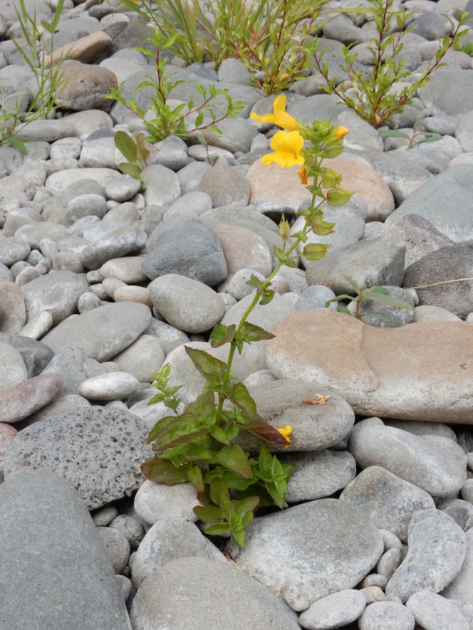 Yellow Monkeyflower - Image 7